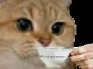 gpalu666-1663758153-99ded5dd7e228f3f07c0023a3b95b733.jpg
