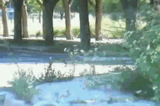 5bqj61.gif