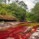 Caño Cristales 01.jpg