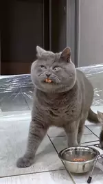 1724600971894.webp