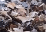 gat.gif