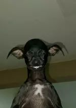 gos vempir dog.webp