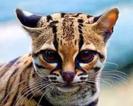 margay.webp