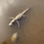 1000060024.gif