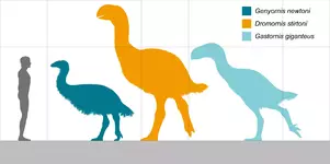 Anserimorphs_size_comparison.webp