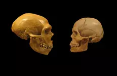 Neandertal 2.webp