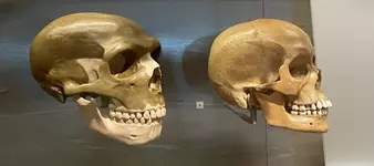 Neandertal 1.webp