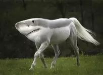 caballo-tiburon.webp