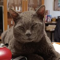 Mingo