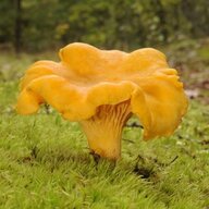 CIBARIUS