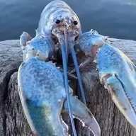 BlueLobster