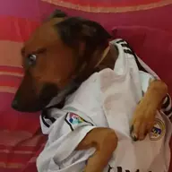 el-loco