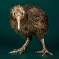 Kiwi