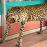 aldojaso
