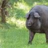 GORRINO