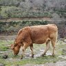 turulamentos