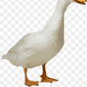 Latificuo