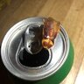 CucarachitaMohosa