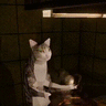 CyberCat