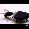 mosca piano
