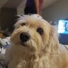 Chumi