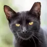Matraca