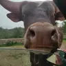 Guarripato