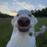 Labrador