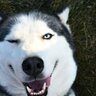 Husky