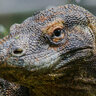KOMODO