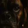 Tonishots