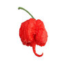 carolina_reaper