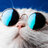 ShurCat