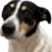 Arrepeteke