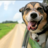 shurdog
