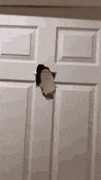 Its Me Hello GIF