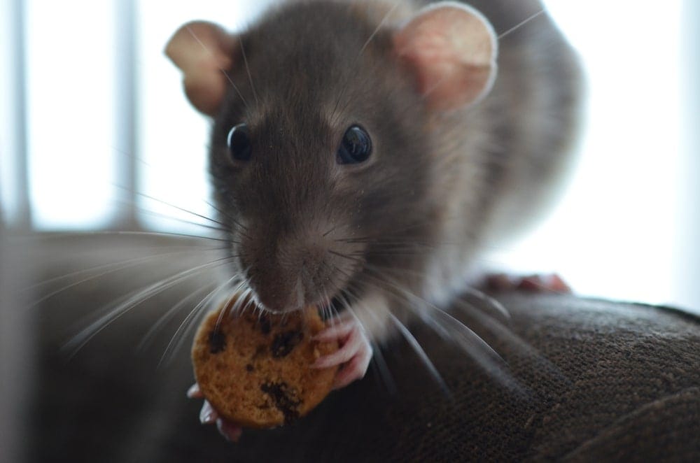 pet-rat-cookie.jpg