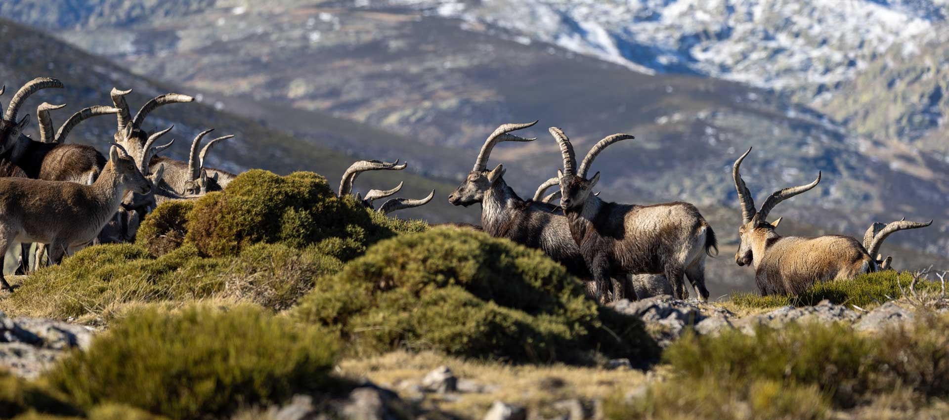 topspanishhunting.com
