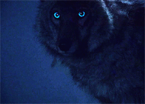 wolf-wolf-with-blue-eyes.gif