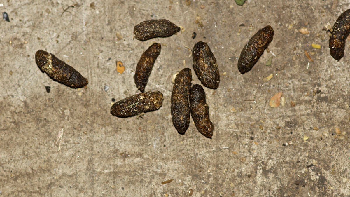 rat-droppings-pest-advice-bpca.jpg