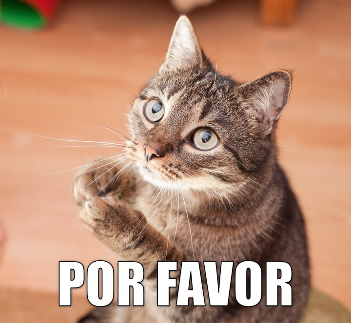 Miáucoles: Por favor | Memes español graciosos, Imágenes graciosas, Gatos