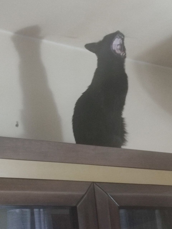 gato3.jpg