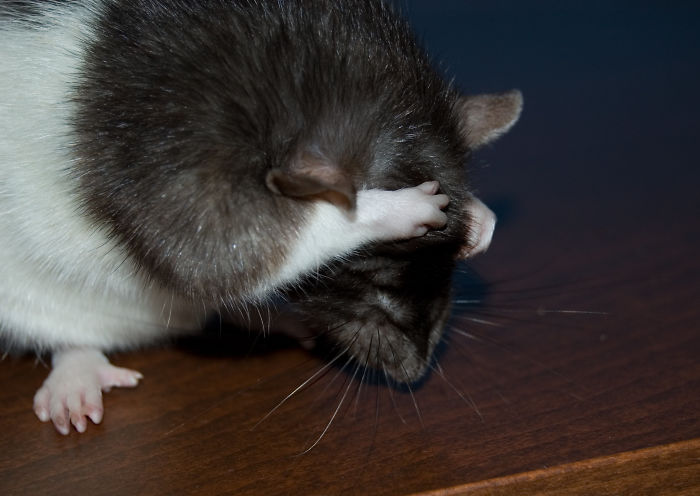 rats-playing-hide-and-seek-sue.jpg