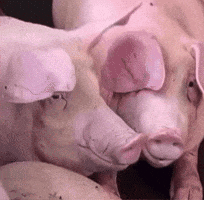 Best Friends What GIF