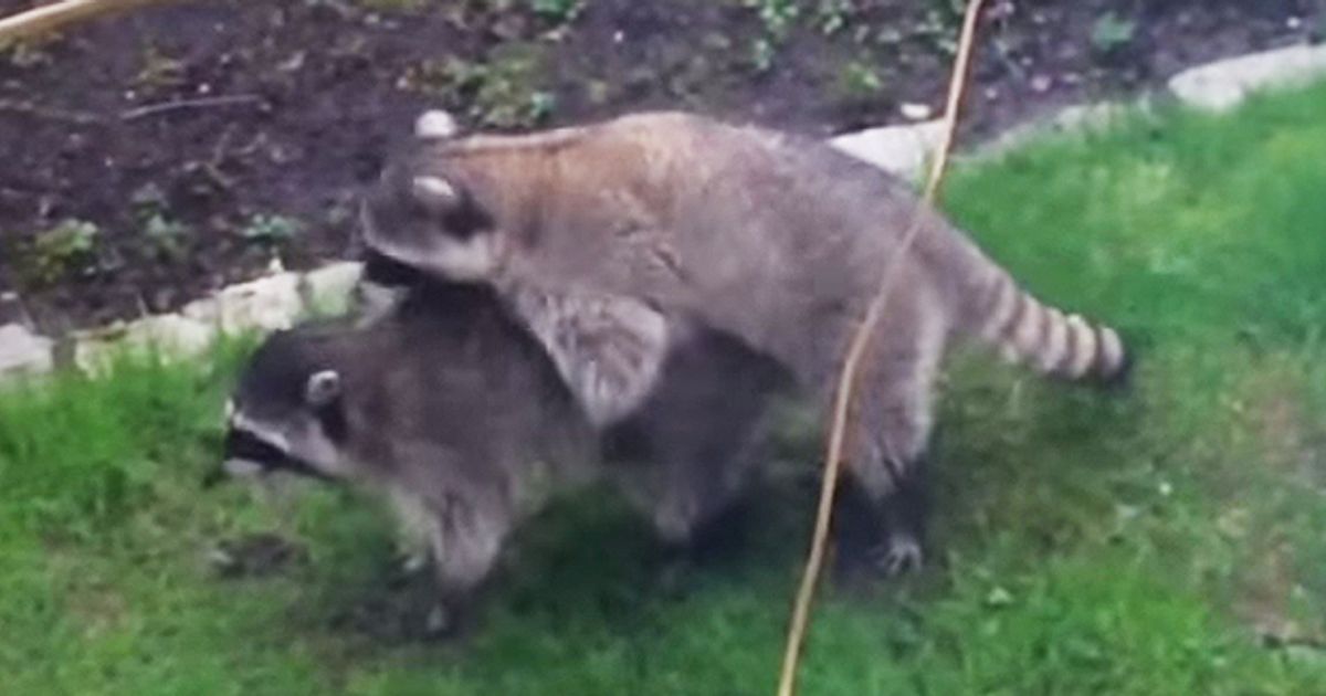 TEASER-Raccoons.jpg