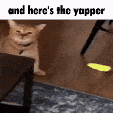 cat-cute-cat.gif