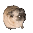 dog-meme.gif