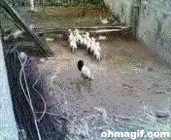GIF by Random Goat