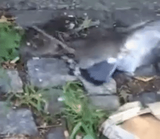 c975979b68ccfd0bc28a0aa49e4b29e0.gif