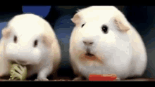 sad-hamster.gif